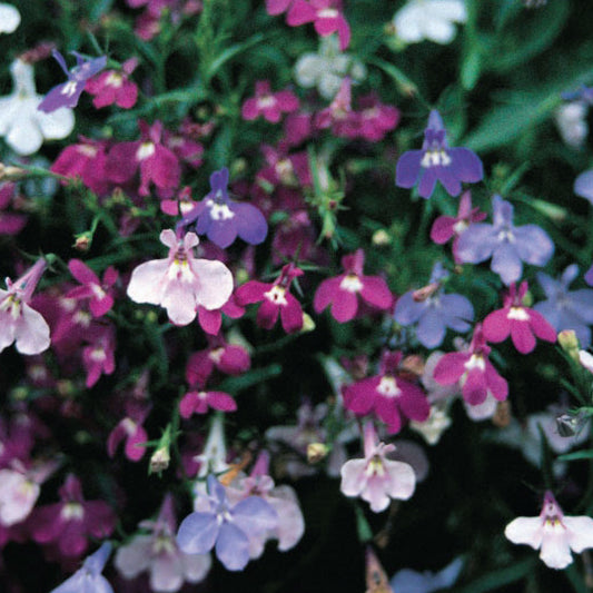 Lobelia 'Cascade Mixed'