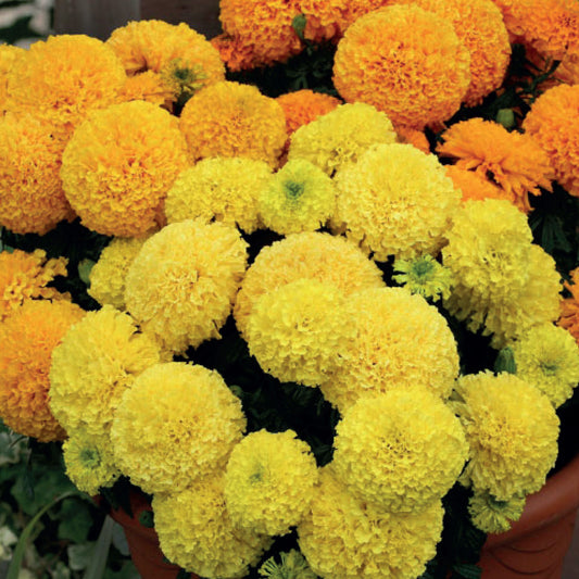 Marigold 'African Dune' Mixed