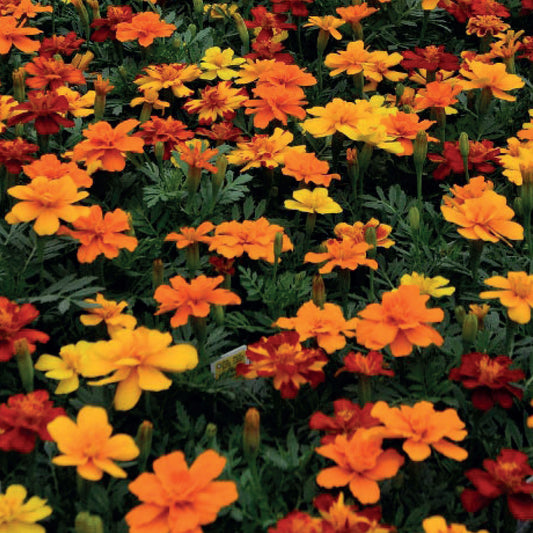 Marigold French 'Durango Mixed'