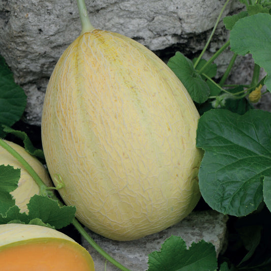 Melon 'Emir' F1