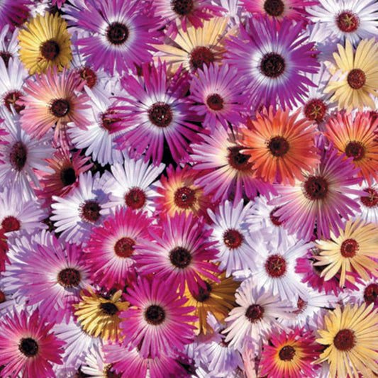 Mesembryanthemum 'Sunshine Mix'