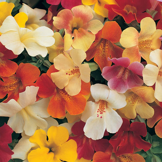 Mimulus Magic Mixed F1