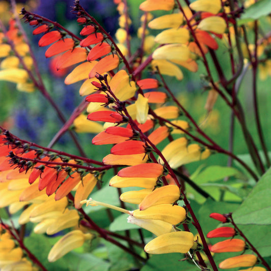 Mina Lobata 'Exotic Love'