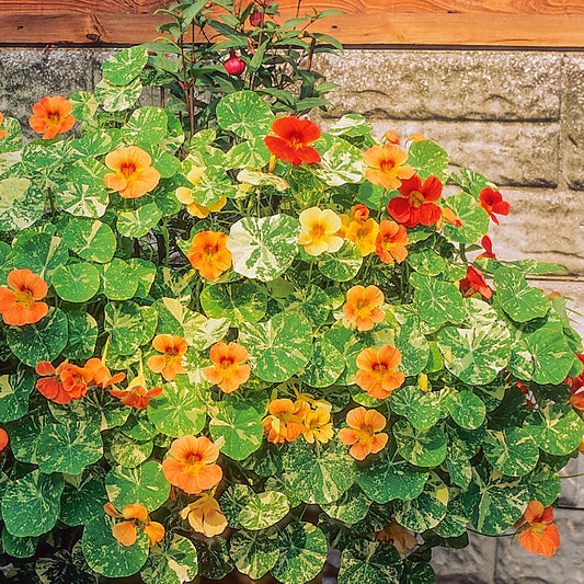 Nasturtium 'Alaska' Mixed