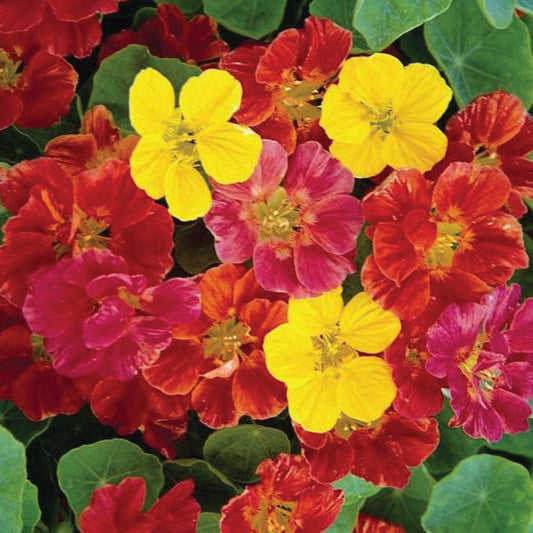 Nasturtium 'Jewel Mixed'