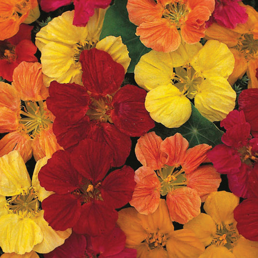 Nasturtium 'Tom Thumb Mixed'