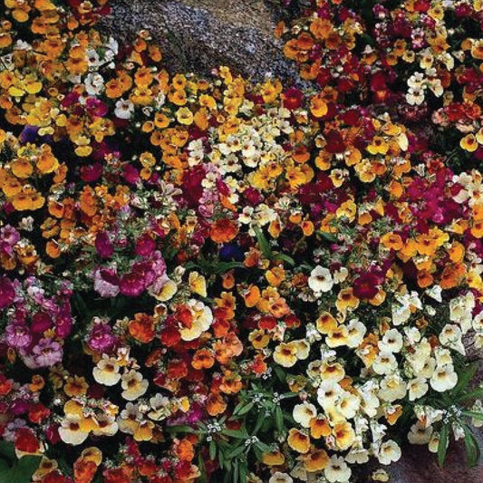 Nemesia 'Carnival' Mixed