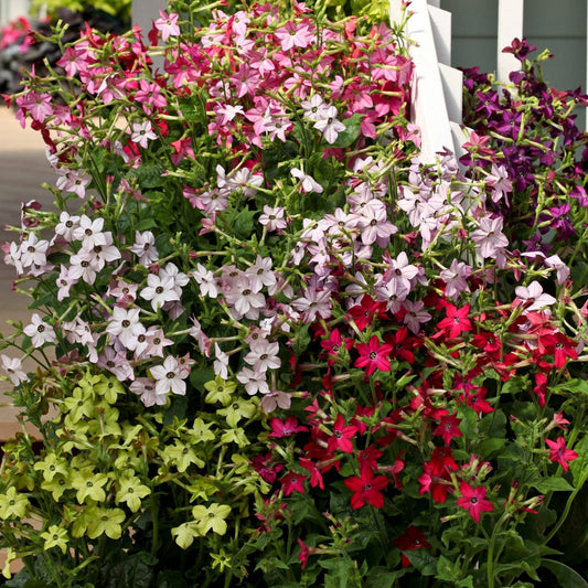 Nicotiana 'Perfume Mixed' F1