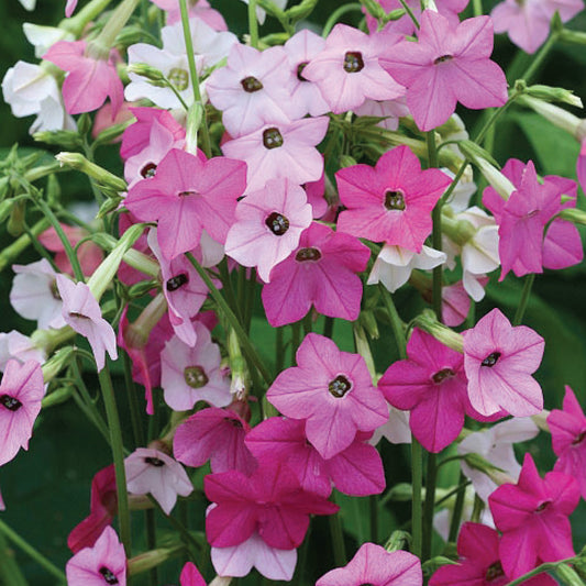 Nicotiana 'Whisper Mixed' F1