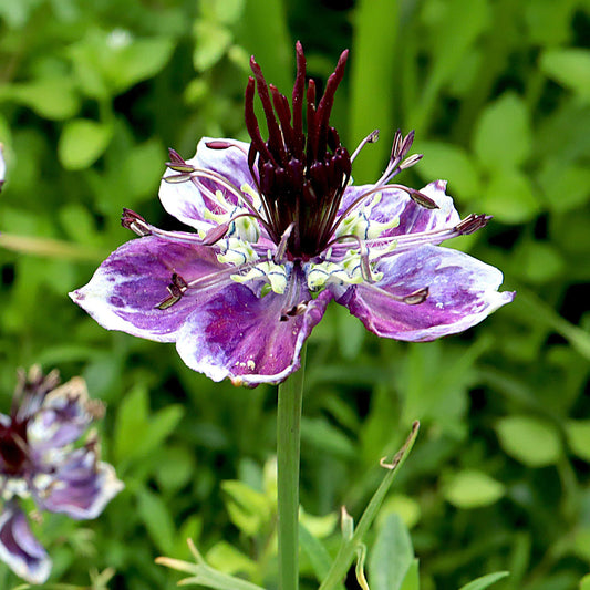 Nigella 'Delft Blue'