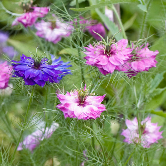 Nigella 'Persian Jewels'