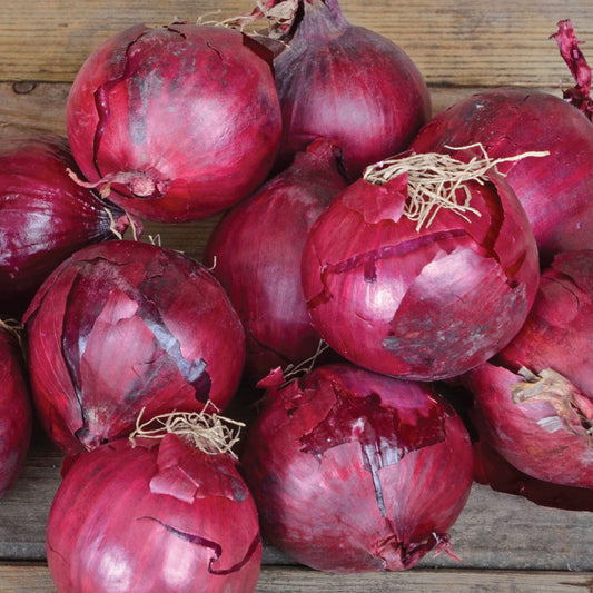 Onion Red Tide F1