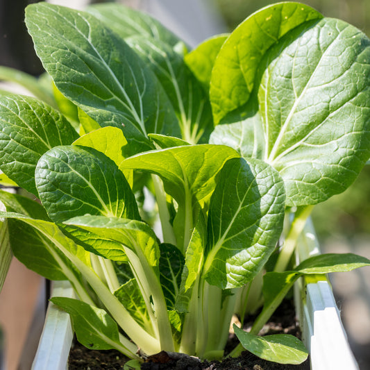 Pak Choi 'Joi Choi' F1