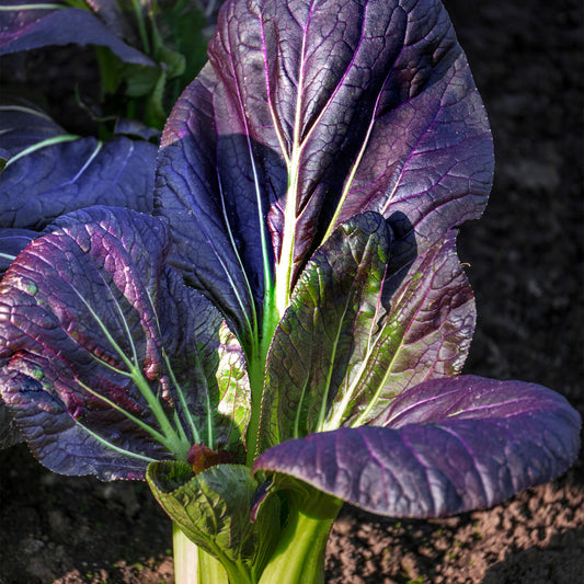 Pak Choi 'Red Choi' F1