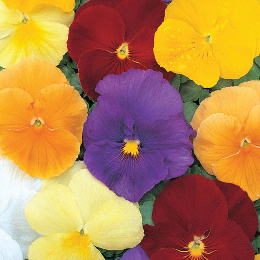 Pansy 'Clear Crystals Mixed'