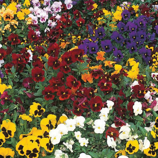 Pansy Winter Flowering Mixed