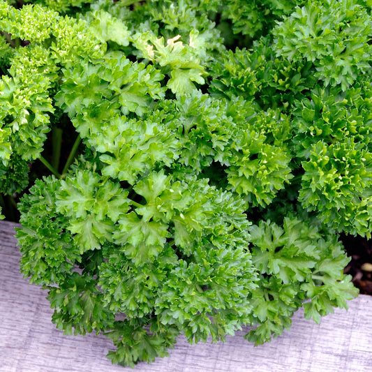 Curled Parsley