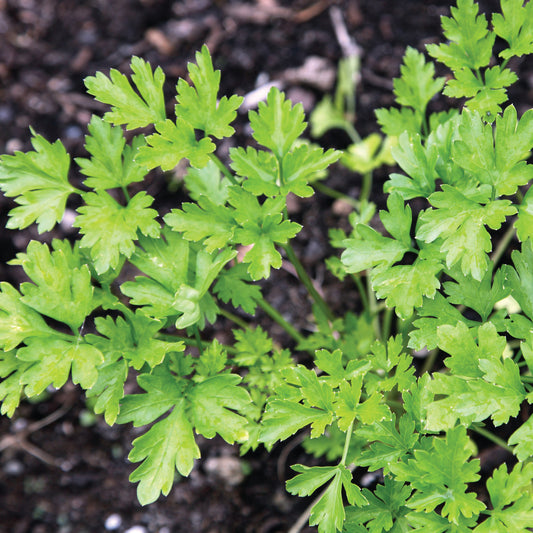 French Parsley