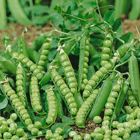 Pea 'Douce Provence'