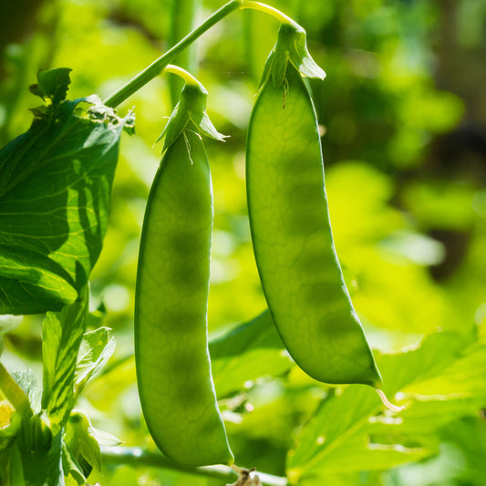 Pea 'Meteor'