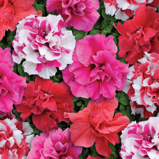 Petunia 'Bonanza' Mixed F1