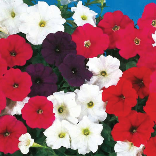 Petunia 'Cascade' Mixed F1