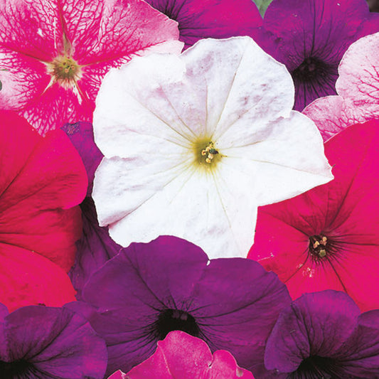 Petunia 'Merlin' Mixed F1