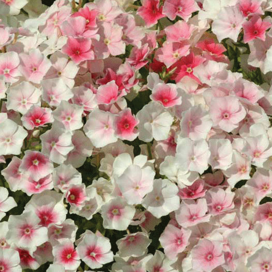 Phlox 'Blushing Bride'