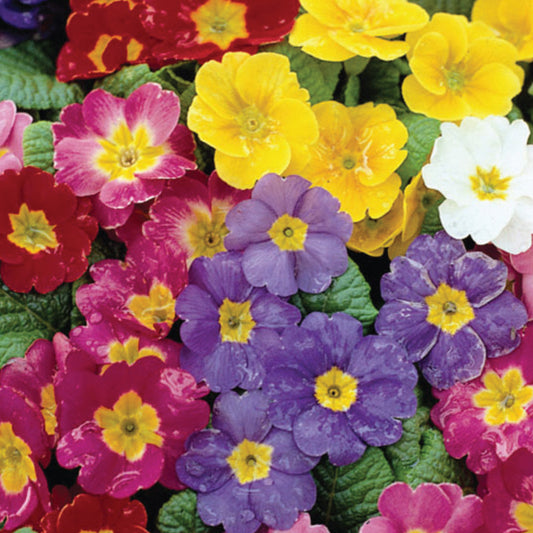 Polyanthus 'Pacific Giants' F1