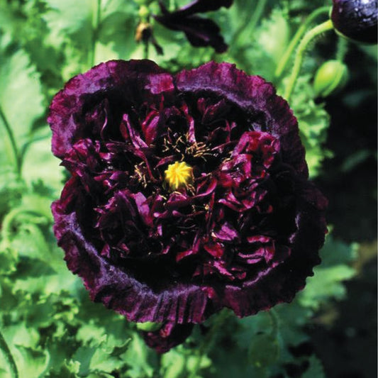 Poppy 'Black Peony'