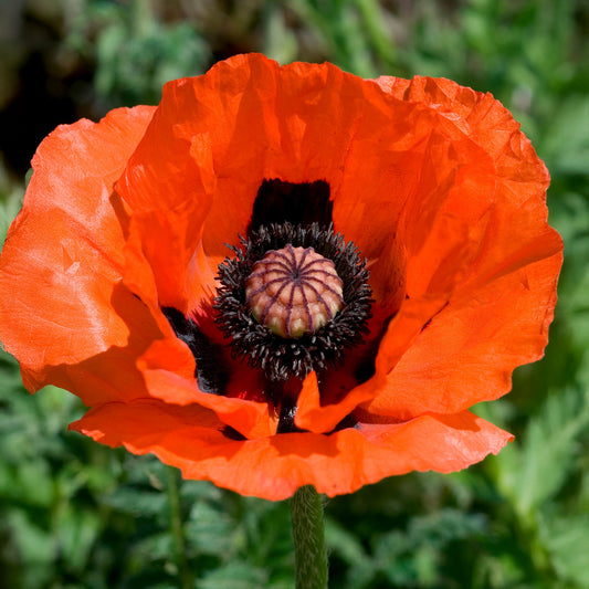 Poppy 'Brilliant'