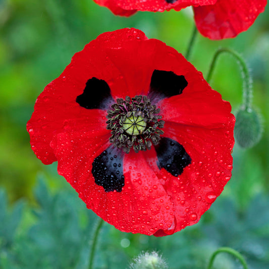 Poppy 'Ladybird'