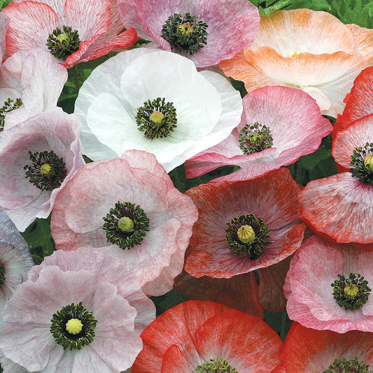 Poppy 'Mother Of Pearl'