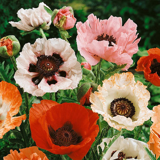 Poppy New Hybrids Mixed