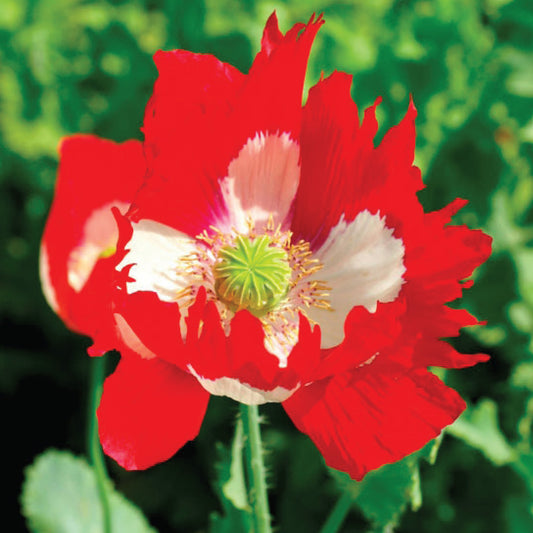 Poppy 'Victoria Cross'