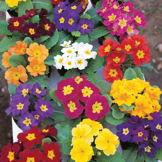 Primrose 'Mardigras' Mixed