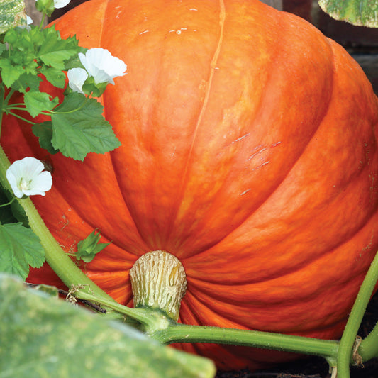 Pumpkin 'Dills Atlantic Giant'