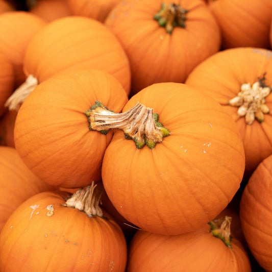 Pumpkin 'Jack O Lantern'