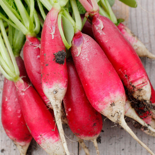 Radish 'French Breakfast 3'