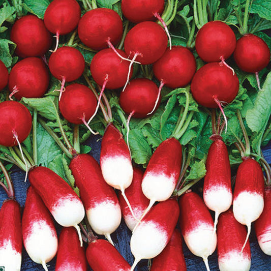 Radish Mixed