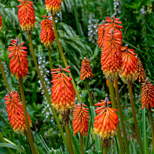 Kniphofia Red Hot Poker