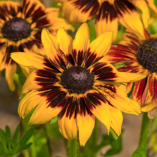 Rudbeckia 'Kelvedon Star'