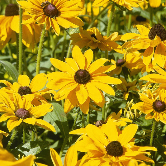 Rudbeckia 'Marmalade'