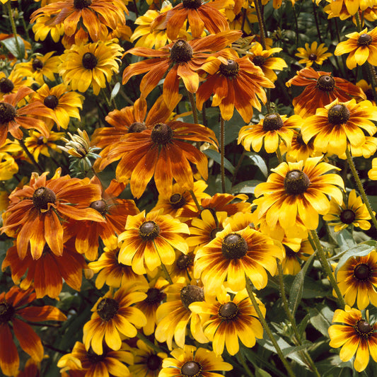 Rudbeckia 'Rustic Dwarf' Mixed