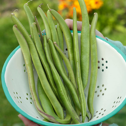 Runner Bean 'Firestorm'