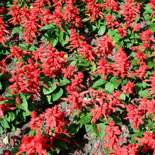 Salvia 'Blaze Of Fire'