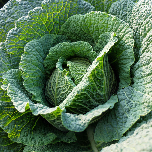 Cabbage Savoy 'Vertus'