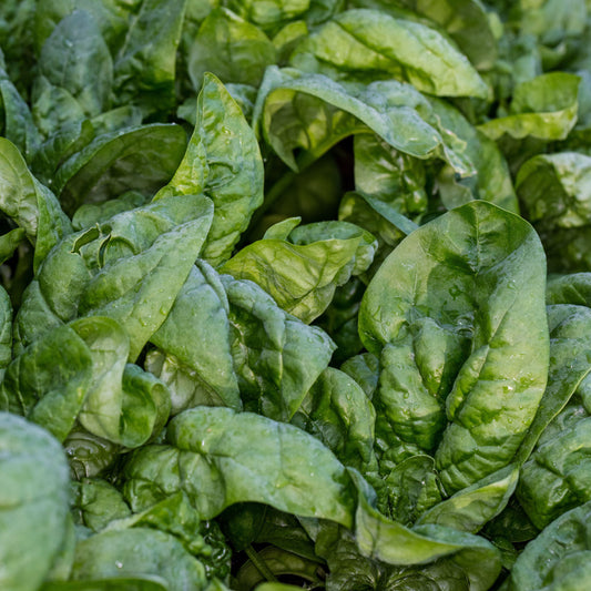 Giant Winter Spinach