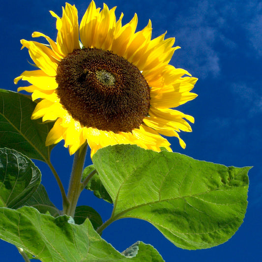 Sunflower 'Giant Single'