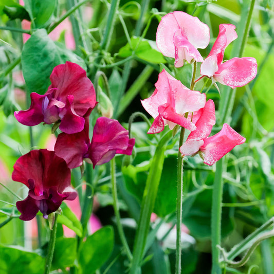 Sweet Pea 'Beaujolais'